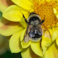 *** :: Виктор Иванович Чернюк