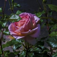 Роза Бэлла  Роуз :: Валентин Семчишин