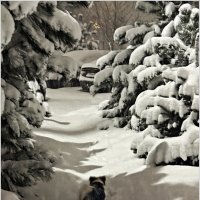 Мой малыш Яшенька исследует снег. :: Валерия Комова Мой малыш Яшенька исследует снег. :: Валерия Комова