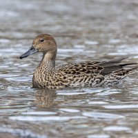 шилохвост самка. :: юрий макаров