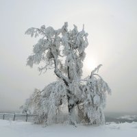 Белогорье :: Лариса С.