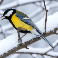 Неунывающие птахи зимы... :: Андрей Заломленков