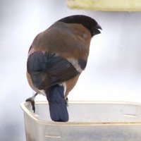 Его подруга... :: Юрий Куликов