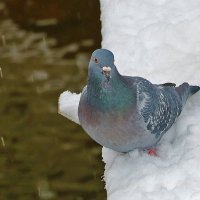 Ой, где это я?.. :: Светлана 