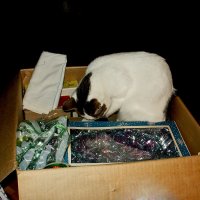 "Где тут гирлянда?" (Триптих, часть2) :: MILAV V