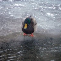 Утка :: ирина 