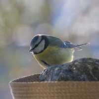 Лазоревка в цветных снах... :: Sergey (Apg)