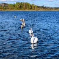Кильватерный строй :: Александр Тихомиров