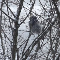 Зимнее время :: Freddy 97 Зимнее время :: Freddy 97