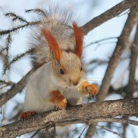 Алтайка :: елена беликова