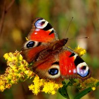 опять про бабочек...274 :: Александр Прокудин