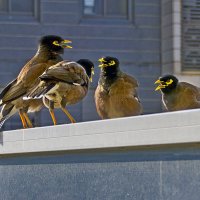 Скандалисты :: Эмиль Скандалисты :: Эмиль