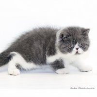 ... :: Светлана Ищенко