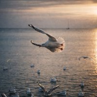 Чайки :: Кристина 