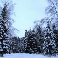 Зимний лес :: Людмила Смородинская
