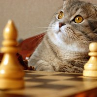 Вам МАТ!!! :: Галина Нестратова