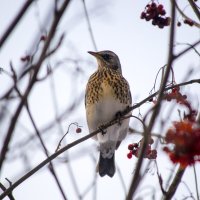 Дрозд рябинник. :: Артём Орлов