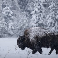 Зубр :: Максим Вышарь