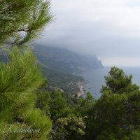 Природа Крыма :: Amazing Cosmea