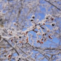 Сибирский мороз :: Наталия Григорьева