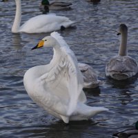 Красавец :: Наталия Григорьева