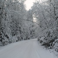 Зимний лес дорога :: maikl falkon 