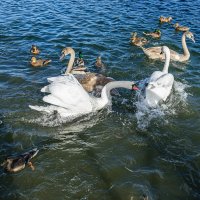 Разборки в птичье стане... :: Александр Тихомиров Разборки в птичье стане... :: Александр Тихомиров