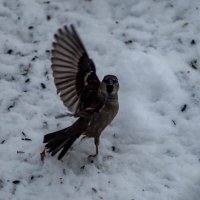 Кормушка 3 :: Владимир Иванович