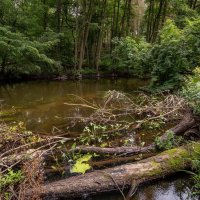 Непроходимка... :: Николай Гирш