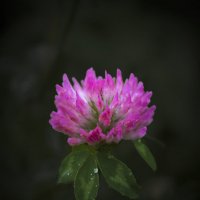 *** :: Александр. AVG100 ---