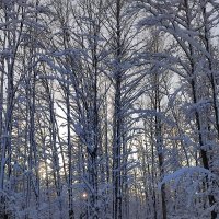 Зимним вечером :: Ирина 