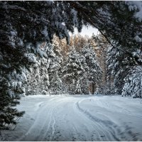 Зима пришла :: Вячеслав Владимирович