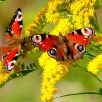 опять про бабочек...276 :: Александр Прокудин