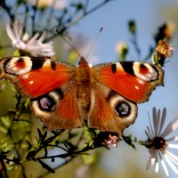 опять про бабочек...280 :: Александр Прокудин