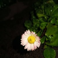 Астра :: Сапсан 