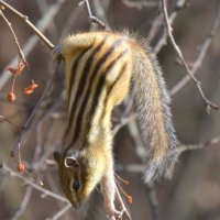 Заготовитель :: Михаил Белоусов