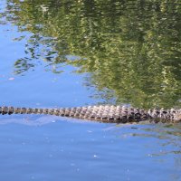 Аллигатор :: Yury 