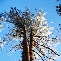 Во всей красе :: Людмила Смородинская