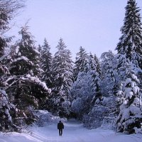 В лесу :: Людмила Смородинская