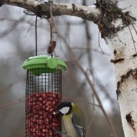 Нашла! Моё! :: Александр Гриднев