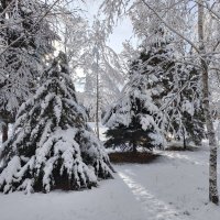 Ёлочки, берёзоньки :: Валерий Ткаченко Ёлочки, берёзоньки :: Валерий Ткаченко