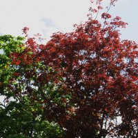 разноцветный май :: Елена Шаламова