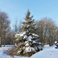 ЕЛОЧКА КРАСАВИЦА ПОД СНЕЖНЫМ ПОКРОВОМ :: Валентина 