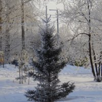 Зима,холода... :: nadyasilyuk Вознюк Зима,холода... :: nadyasilyuk Вознюк