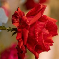 Роза :: Игорь Сикорский