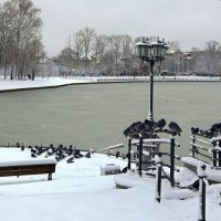 Голодные голуби :: Сергей Карачин