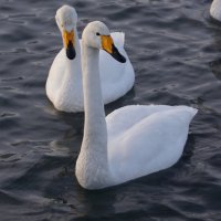 Парочка :: Наталия Григорьева Парочка :: Наталия Григорьева