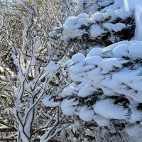 Елочки в шубках :: Ольга Савельева 