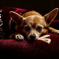 Всех с Наступающим Новым Годом :: Юрий Яньков Всех с Наступающим Новым Годом :: Юрий Яньков