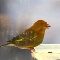 Зеленушка... :: Юрий Куликов